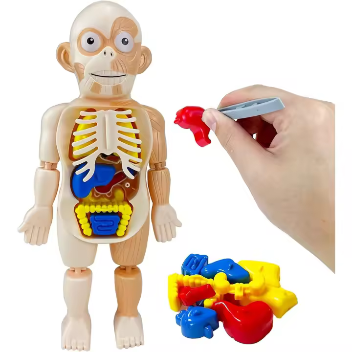 Juguetes Educativos para Niños Modelo de Órganos Humanos Kit de Ciencia DIY para Niños y Niñas de 3 a 8 Años de excitat - 1