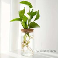 1 unidad, florero de cristal para plantas para ración doméstica, estación de propagación de plantas, florero de brotes, hidroponía de escritorio - details 3
