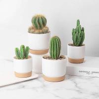 Plástico blanco uso interior, mini macetero floral con agujeros de drenaje jugoso o cactus, para plantas, ETA - details 0