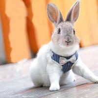 Conjunto de arnés y correa para gato y conejo a cuadros clásicos, arneses transpirables para mascotas con lazo para conejito, gatito, accesorios para conejos, ropa - details 5