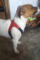 Lindo arnés perros pequeños chaleco suave cachorro pequeño gato Collar mascotas pecho de cuero para Chihuahua Yorkie maltés - details 5