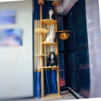 Poste de rascado de PVC para gato, marco de escalada para gato, poste de repuesto, cuerda de Sisal, Entangle, juguete para gatito, muebles para rascar - details 12