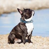Collares personalizados cuero, Collar Perro, etiquetas identificación de nombre para perros pequeños medianos grandes Pitbull - details 7