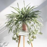 Colgante de algas verdes artificiales, planta de plástico falsa para interiores, decoración de jardín al aire libre para pared de patio, 1 Juego - details 0
