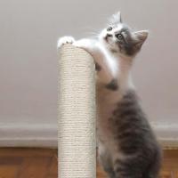 4 postes de repuesto para rascador de gato, 40 cm de repuesto para poste de rascador de gato con tornillos M8, poste de rascador para árbol de gato, sisal para gatitos, torre de árbol de gato - details 3