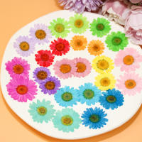 Juego de 12 Uds. De flores secas naturales de 2,5-4cm para rellenos de funda de teléfono DIY, flor de crisantemo de cristal prensado, decoraciones artísticas para uñas - details 0