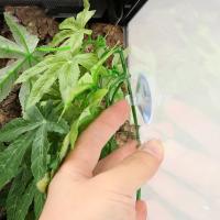Decoración de terrario de lagartos y reptiles de vid Artificial, hojas colgantes falsas, acuario, planta de reptiles, pecera, adorno para terrario - details 6