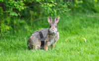 Kaninchen Geschirr
