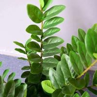 Higo: ramas de plantas artificiales, hojas de plástico falsas de dinero, árbol de banyan verde para el hogar, dormitorio, decoración de tienda de jardín - details 5