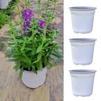 Semillas de plantación de plástico, cultivo de plantas pequeñas y jugosas, ETA gruesa para viveros, accesorios de jardín - details 1