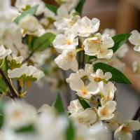 Flores artificiales elegantes de Begonia, simulación de tacto Real realista, flores de Malus, flores falsas hechas a mano, decoración de jardín al aire libre - details 8