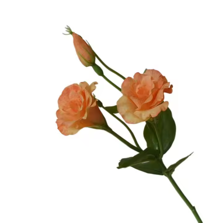 Flores artificiales de Lisianthus de tacto Real, flores de seda, ramo de novia, flores falsas de Eustoma, suministros para fiestas elegantes - 1