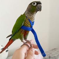 Juguete de entrenamiento al aire libre ajustable portátil, correa de tracción antimordedura, cuerda de entrenamiento para mascotas, arnés para loros, correa para pájaros - details 3
