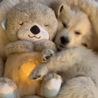 Animales de peluche suaves para mascotas, juguetes calmantes, animales vocales interactivos, música relajante, disipa la ansiedad - details 7