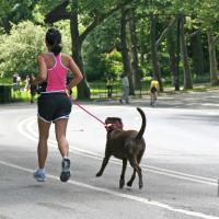 Correa perro en forma P ustable multifuncional, cadena cintura, cables cuerda de tracción para correr, caminar, correas manos - details 0