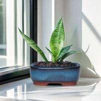 Bonsái chino mini flores perforadas transpirables y jugosas ETA, artesanías de cerámica para escritorio de oficina en casa ETA - details 5