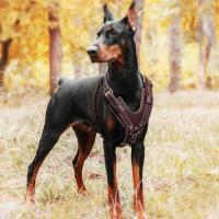Chaleco de cuero genuino duradero con arnés para perros grandes, correa estable para pastor alemán, labrador, husky, entrenamiento para caminar - details 6