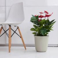 Maceta de plástico de 5 uds., maceta de resina gruesa para plantas, maceta suculenta para interiores y exteriores, maceta redonda anticerámica creativa para flores - details 9