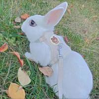 Conjunto de Arneses y Correa para Conejo Accesorios de Mascotas al Aire Libre - details 12