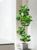Gran Árbol de Figaro Artificial Hojas de Pizca de Goma para Jardín Interior y Exterior - details 1