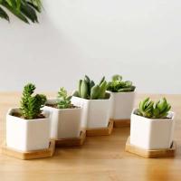 Bonsái blanco geométrico cerámica cuadrado pequeño y jugoso cactus moderno ETA, bandeja de bambú - details 6