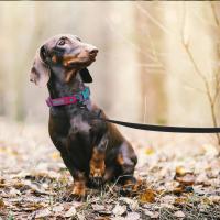 Correa para Perros de Seda y Látex Tamaño Mediano Largo Ideal para Perros Grandes Fácil de Entrenar - details 13