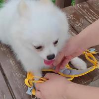 Arnés para perro en forma de X, chaleco suave y transpirable, correa para el pecho para mascotas, antiescape, suministros de tracción ajustables para caminar - details 9