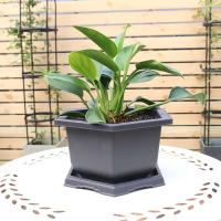 Tren simular planta jugosa bonsai plástico ETA, jardín exterior PAISE bandeja cuadrada ETA - details 0