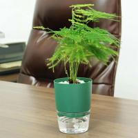 Vivero de doble capa verde, planta jugosa de alta calidad, plantación circular CA, jardinería ETA, decoración de escritorio - details 3