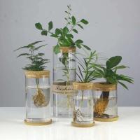 Mini ETA hidropónica de vidrio transparente, jarrones para plantas sin piso, cristalería vintage para salas de estar, hogares, oficinas, mesas, - details 4