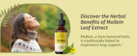lung supplements herbamama mullein