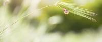 snail1