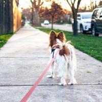 Correa de PVC Impermeable para Perros Grandes Fuerte, Larga, Fácil de Limpiar para Entrenamiento de Correr - details 4