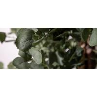 Drácula Artificial 120 cm |   Planta Artificial Decorativa Hiperrealista |   Árbol Tropical para Decoración de Hogar y Oficina |   Planta Artificial con Maceta para Interior y Exterior Cubierto - details 6
