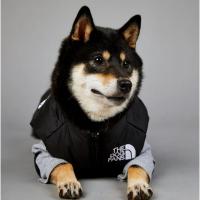 Chubasquero cálido de invierno para perros grandes, ropa de algodón para mascotas, abrigo a prueba de viento y lluvia - details 15