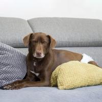 Pañales para Perros desechables hombre perro pañales Super absorbente pañales para los perros y los gatos perro pañales talla 〔S M L XL 〕 - details 1