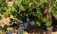 Aeródromo Ontur Bodegas García Molina: Vino Tinto Monastrell D.O.Jumilla. Potente de Parcela Ecológica.Es redondo, con estructura de gran calidad con una graduación alcohólica alta y una cantidad de taninos ,. De - details 0