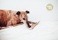 BIMORDISCOS Pet Products - Asta de Gamo para Perros - Juguetes para Perros - Mordedores para Perros - Huesos para Perros - Cuernos para Perros - details 0