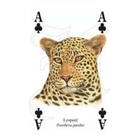 Heritage Playing Card Co Heritage Baraja de Poker Didáctica Inglés Gatos Perros Caballos Animales Mariposas Pájaros Fósiles Especias Peces Frutas Hierbas Faros Árboles Gemas Minerales Delfines Ballenas Setas Insectos Arañas Indios Rosas Salvajes Fauna - details 75