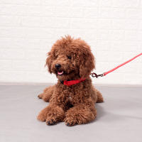 Collar luminoso LED para perro, collar de tamaño ajustable para perros pequeños medianos, collar reflectante de seguridad para mascota, 3 modos de iluminación - details 2