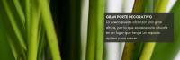 Verdecora Areca | Palma de frutos de  oro | Palmera bambú | Planta natural de interior en maceta de 4L - details 2
