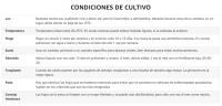 Verdecora Areca | Palma de frutos de  oro | Palmera bambú | Planta natural de interior en maceta de 4L - details 3