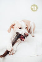 BIMORDISCOS Pet Products - Cuerno de Búfalo para Perros - Juguetes para Perros - Mordedores para Perros Medianos y Grandes - Huesos para Perros - Cuernos para Perros - details 0